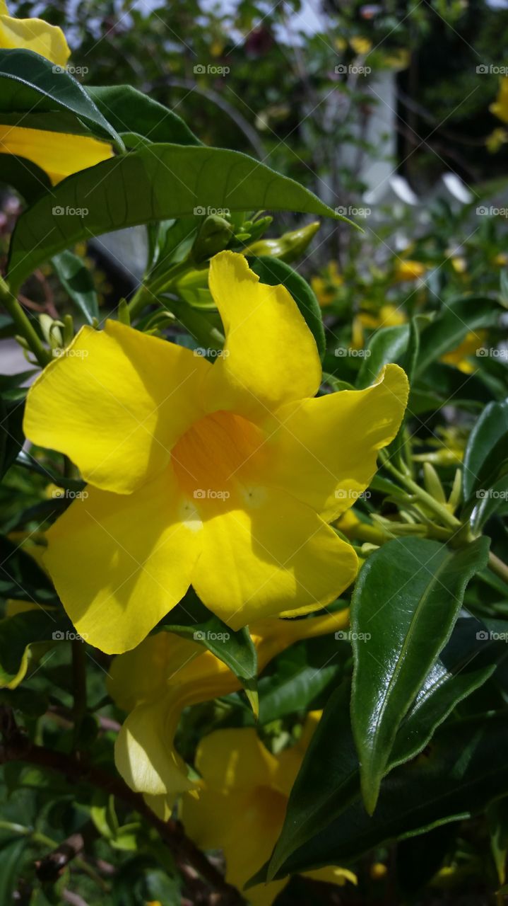 Allamanda or Golden Trumpet...can be medicine but can also be poison!