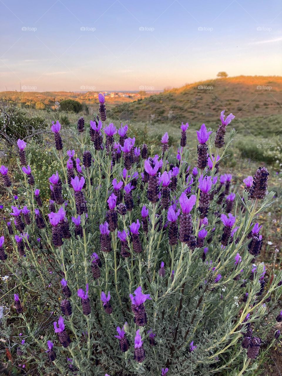 Meadows with lavendula at evening 