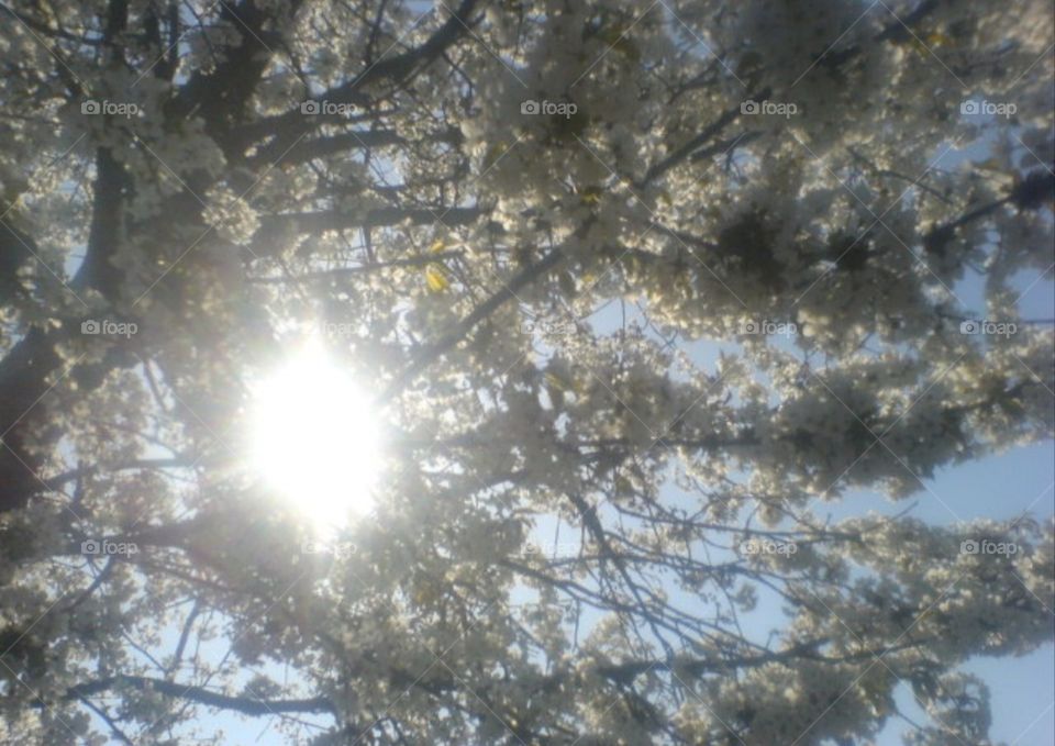 Sunlight through a cherry tree.