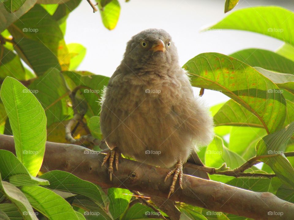 Jungle babbler bird or (Turdoides striata) or beautiful seven sisters or angry bird