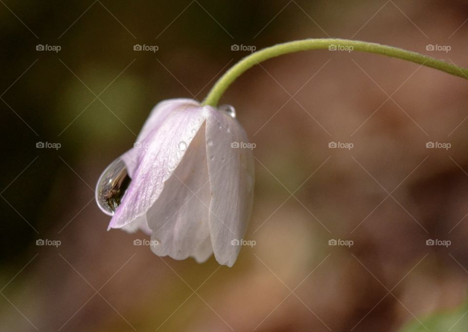 White Anemone 