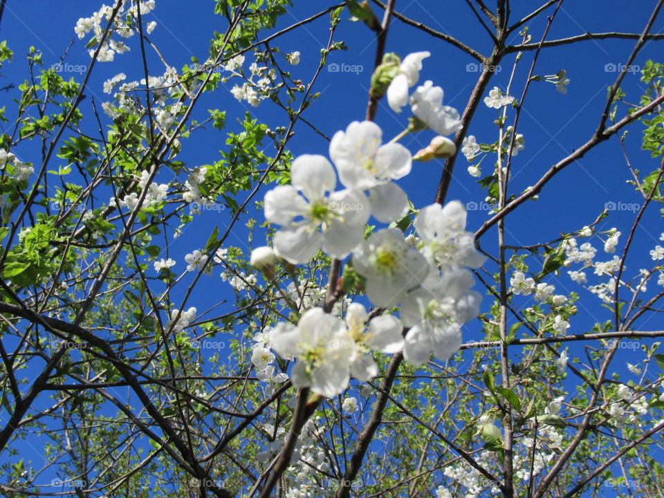 blossoming trees in spring, cherry, apple tree, flowers