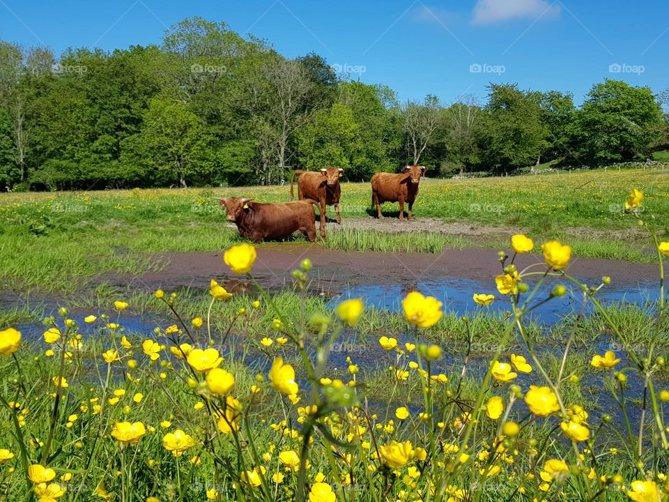 Cows cooling down, by the water