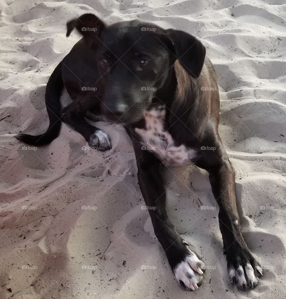 Cachorro abandonado na praia.