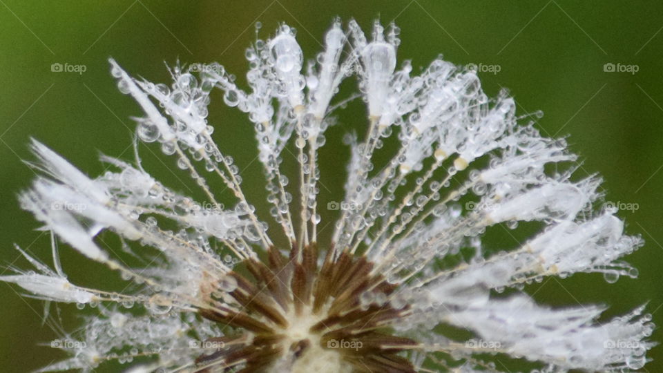 After the Rain. Dandelion seeds covered with rain droplets