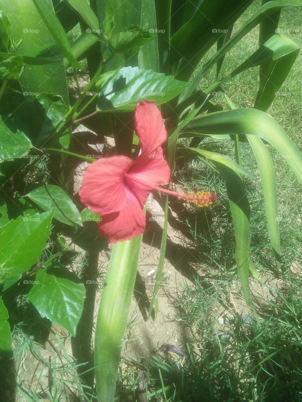 Beautiful red flower