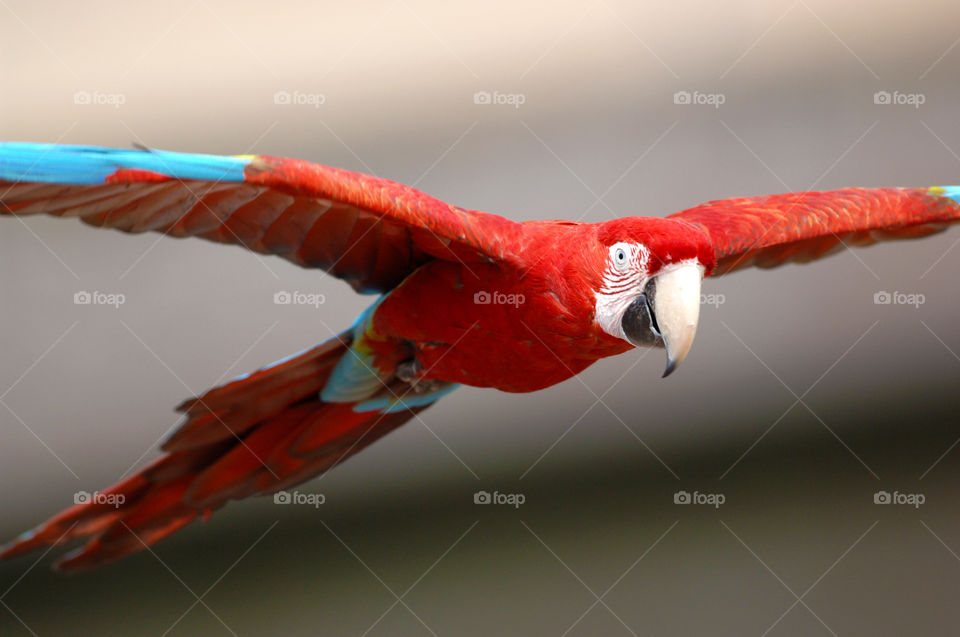 Flying red parrot