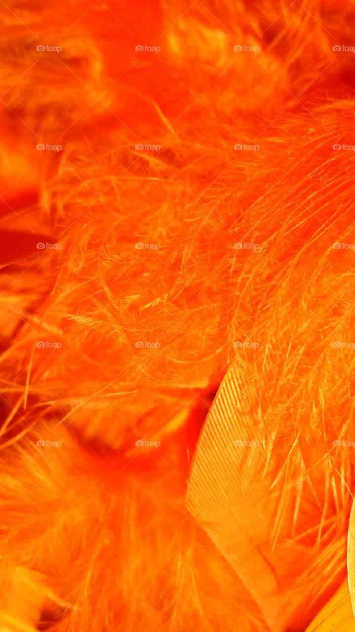 orange feathers