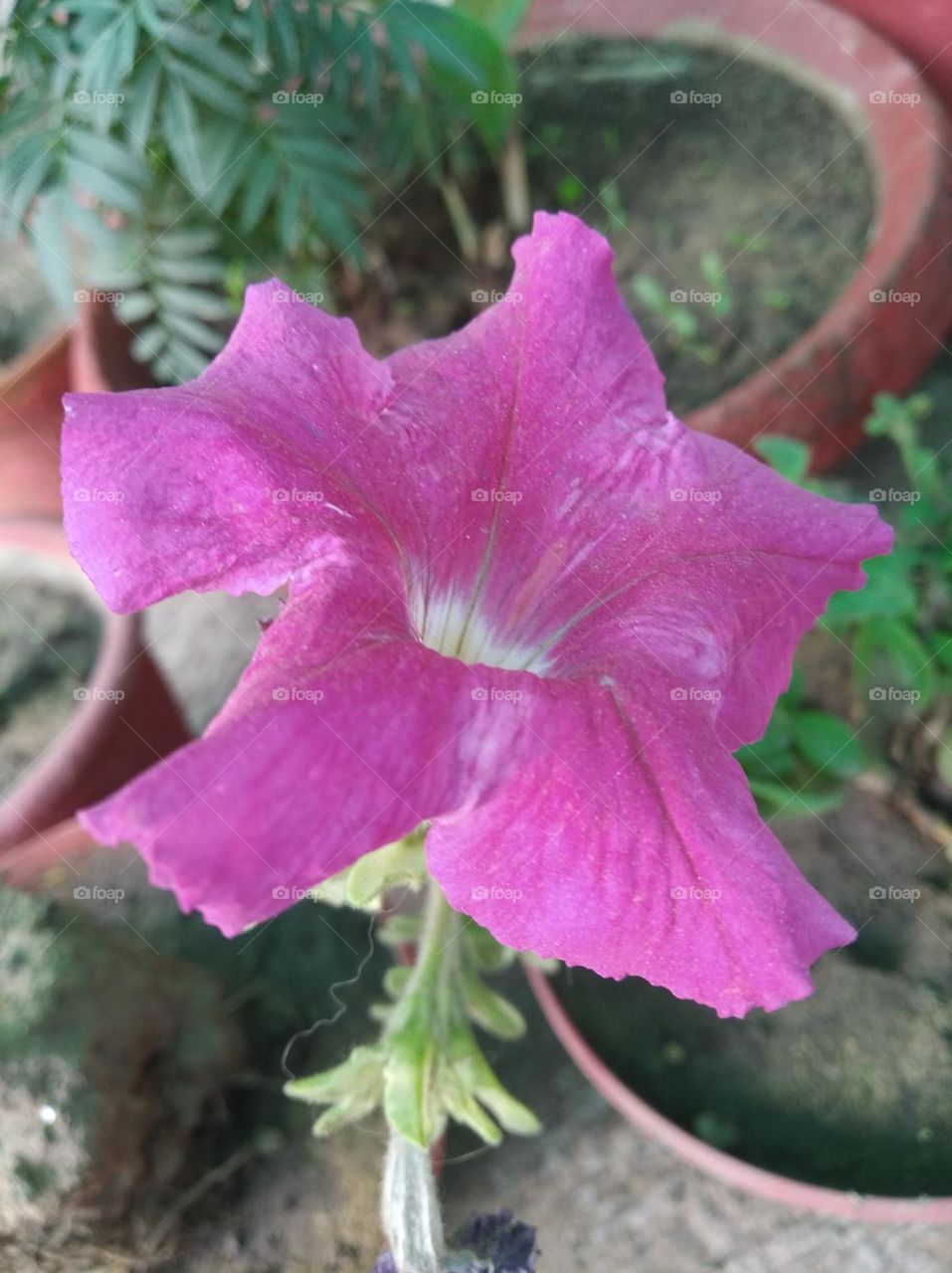 pitunia pinkish flower fresh seasonal looking very beautiful generally found everywhere fresh