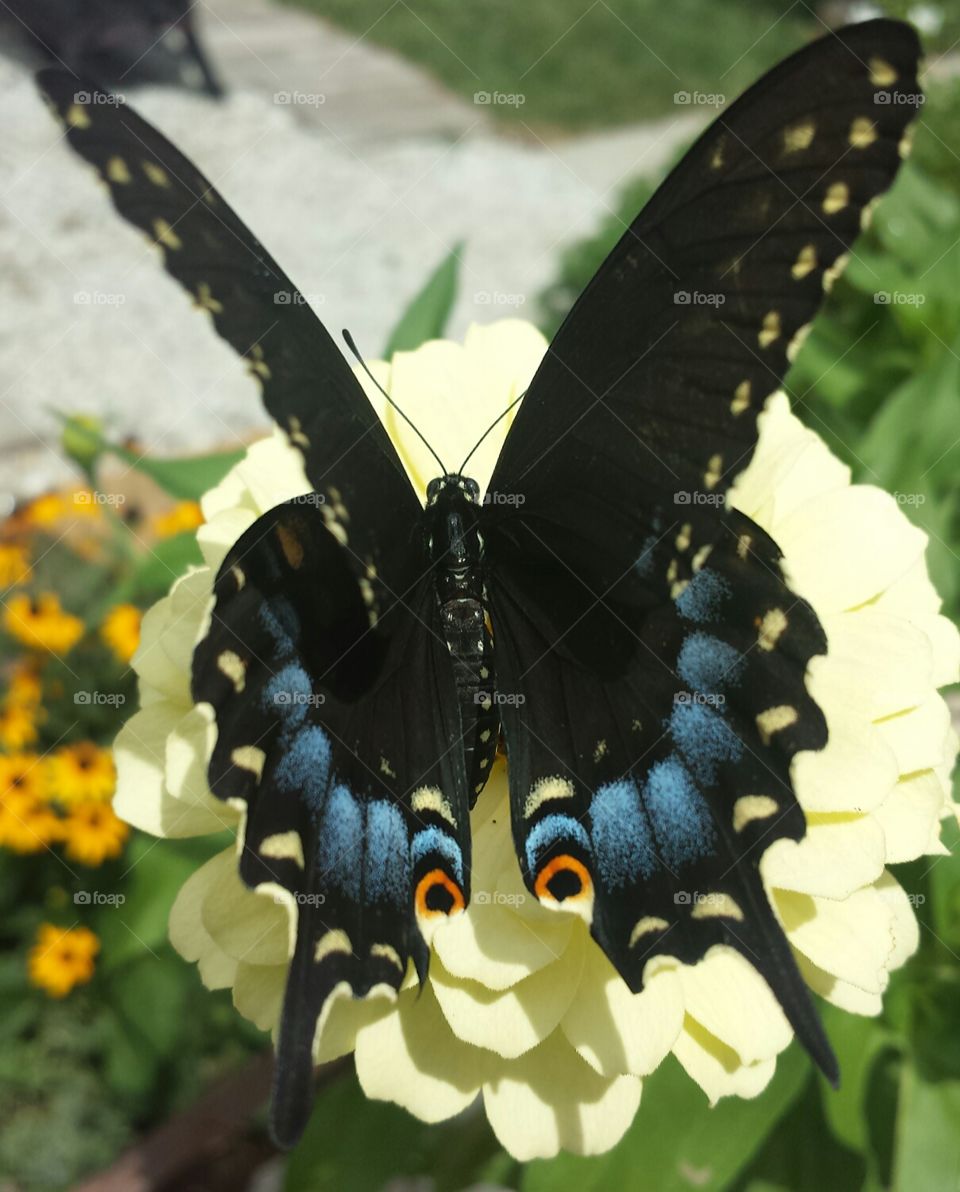 black swallowtail & yellow zinnia