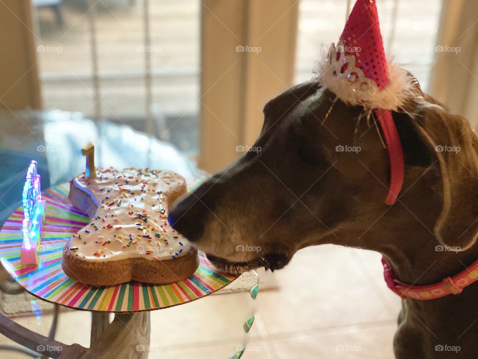 Doggie birthday party