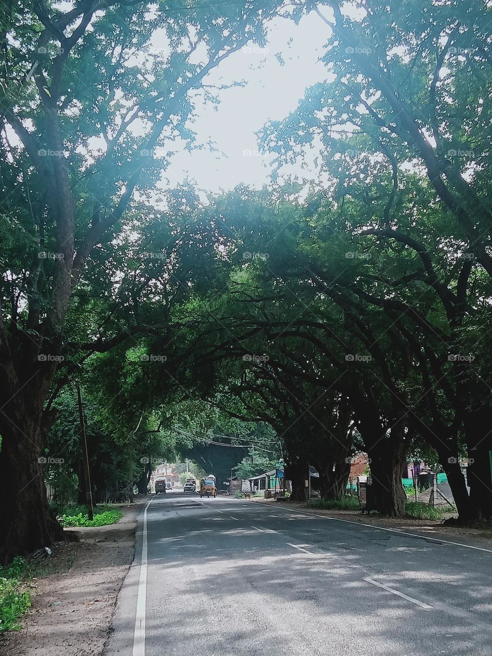 Ravarma VanguvO / Roadside photo trees / Penetrating light / Day Time