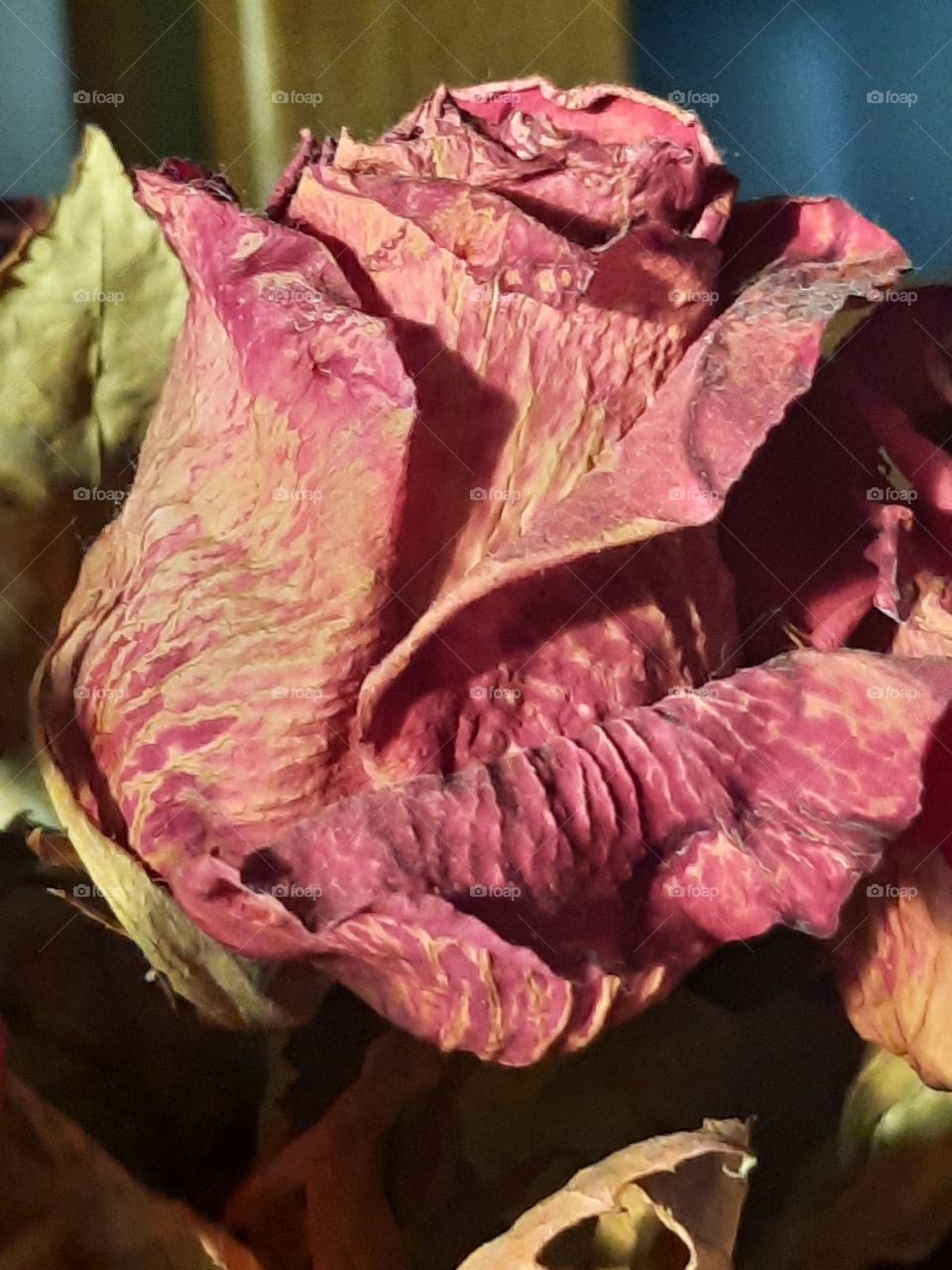 flowers in winter - close-up of dried red rose