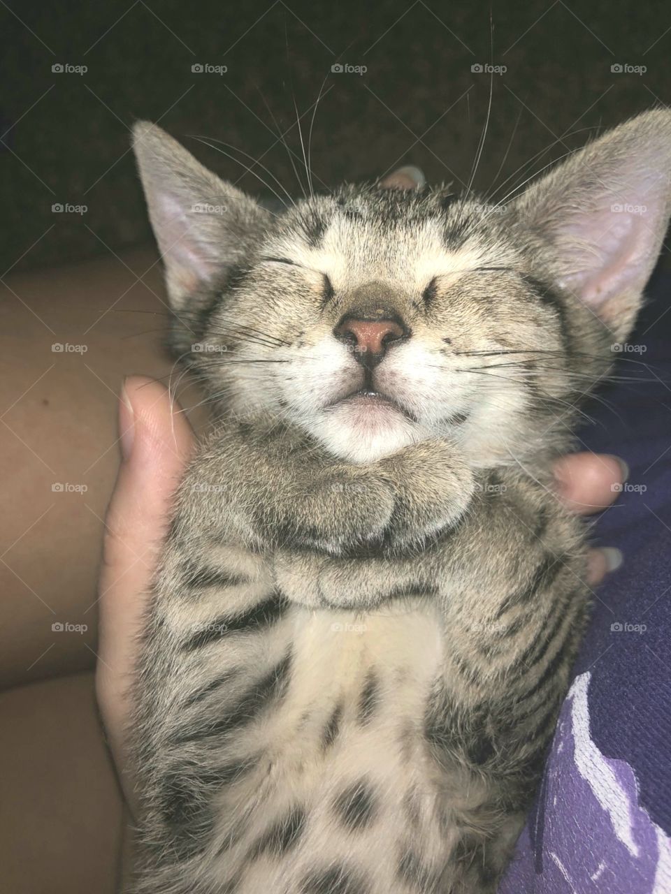 small cuddly cute kitten sleeping in an adorable pose with her paws crossed under her chin
