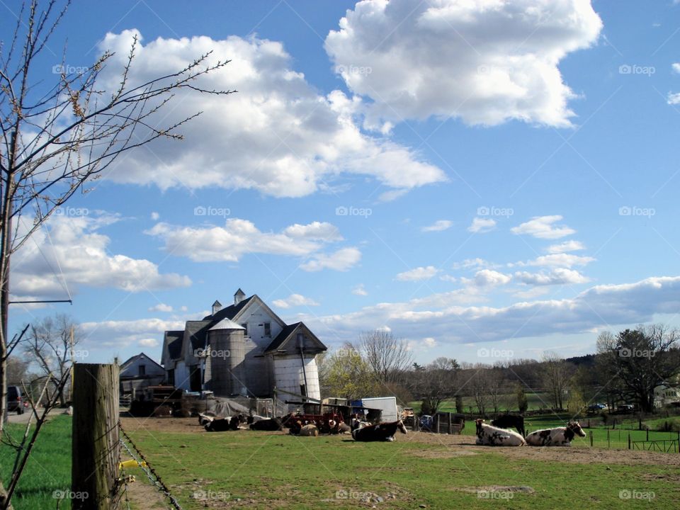 Farm view of sky & clouds over old working farm. The cows in field are all lying down. Very rustic scene!