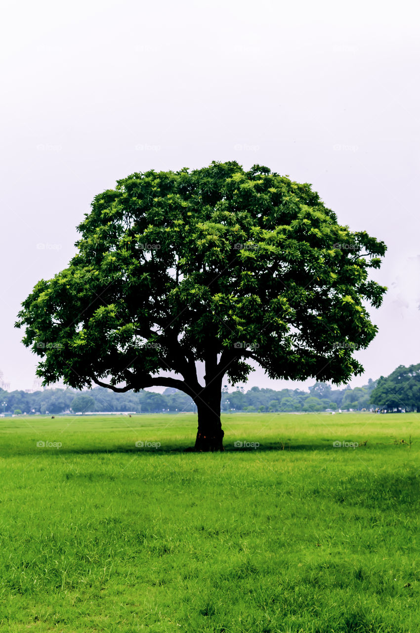 Old oak tree on meadows. A field on which grows one beautiful tall oak tree, a summer landscape in sunny warm weather. Single tree on Greenery in spring. Big alone tree in field. Tree of life concept.