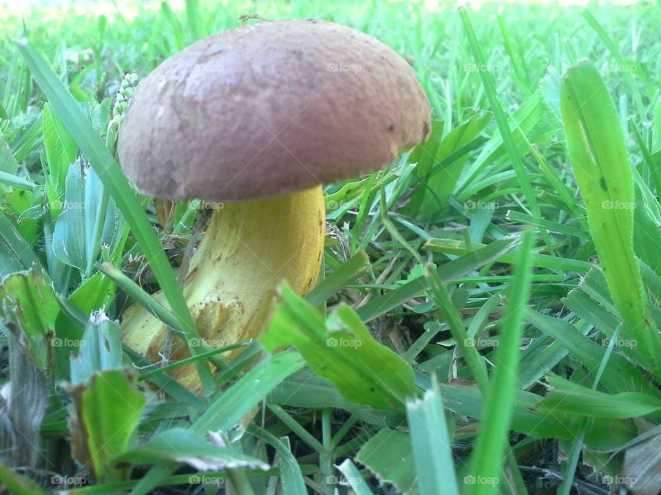 Toadstool