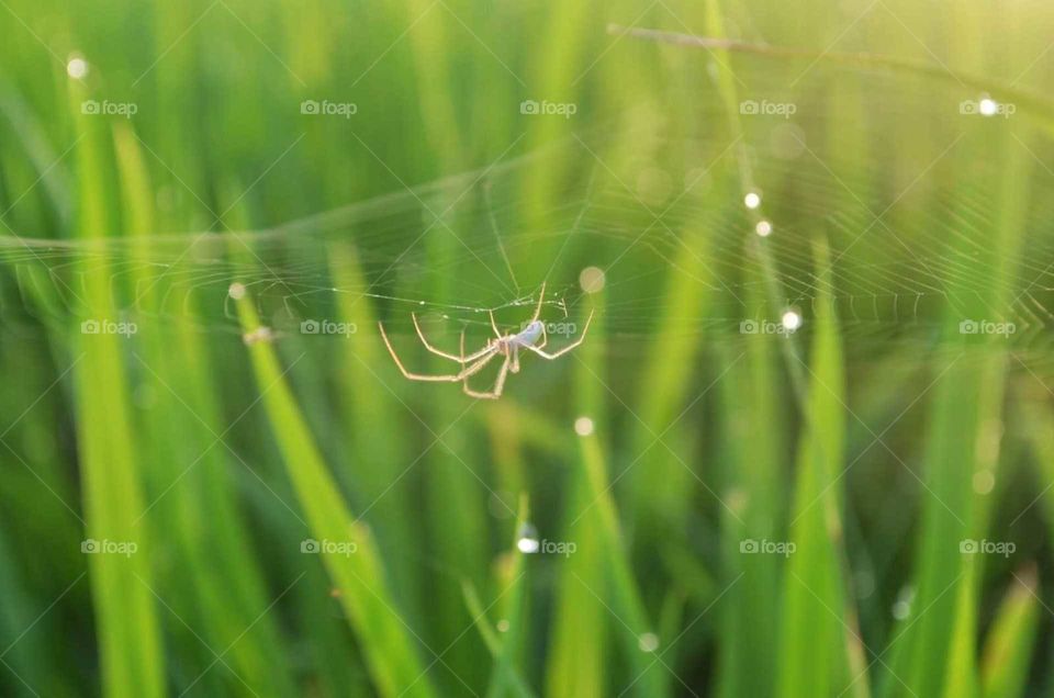 spider morning activities