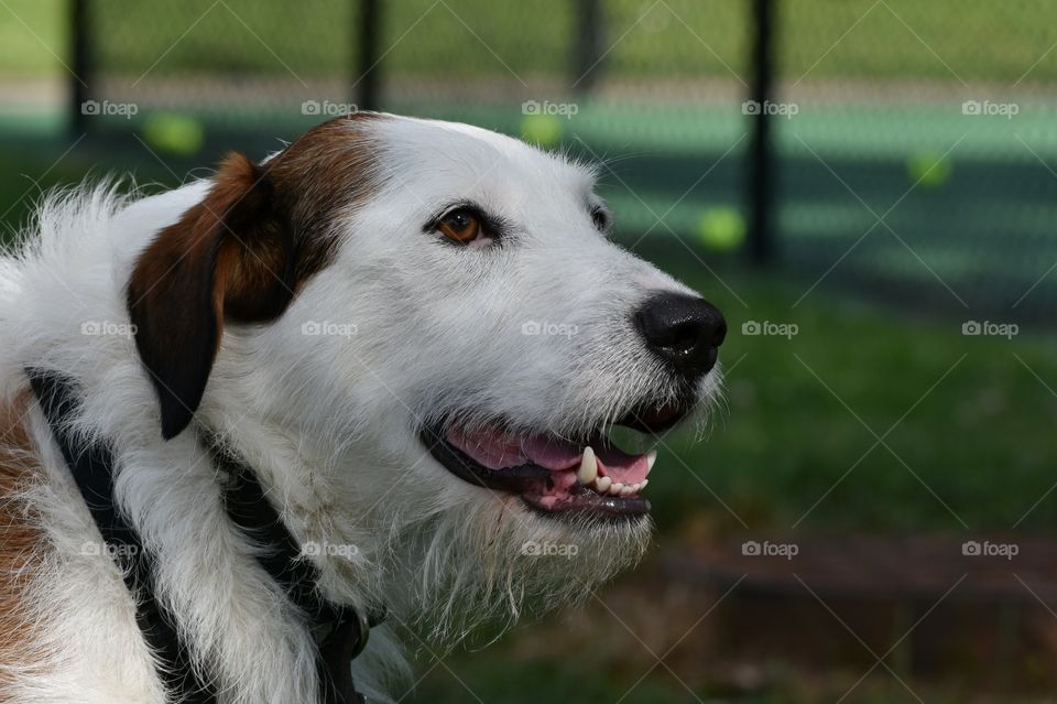 Beautiful dog enjoying beautiful summer day at park with tennis court in background 