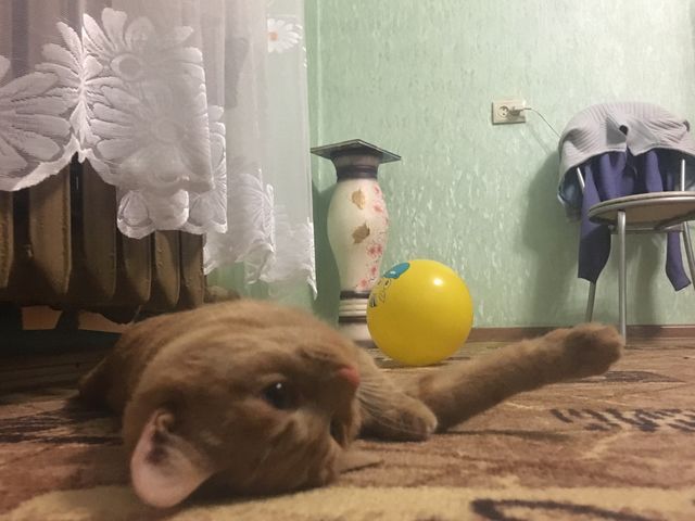 Cat 