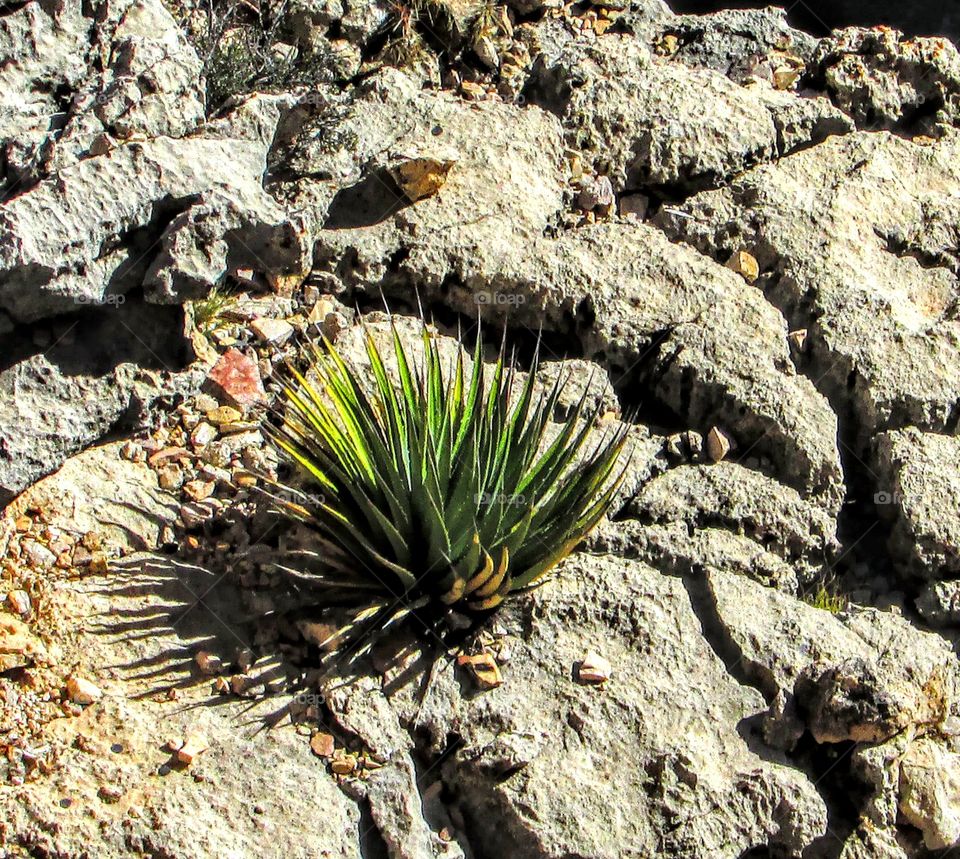 Grand Canyon plant life