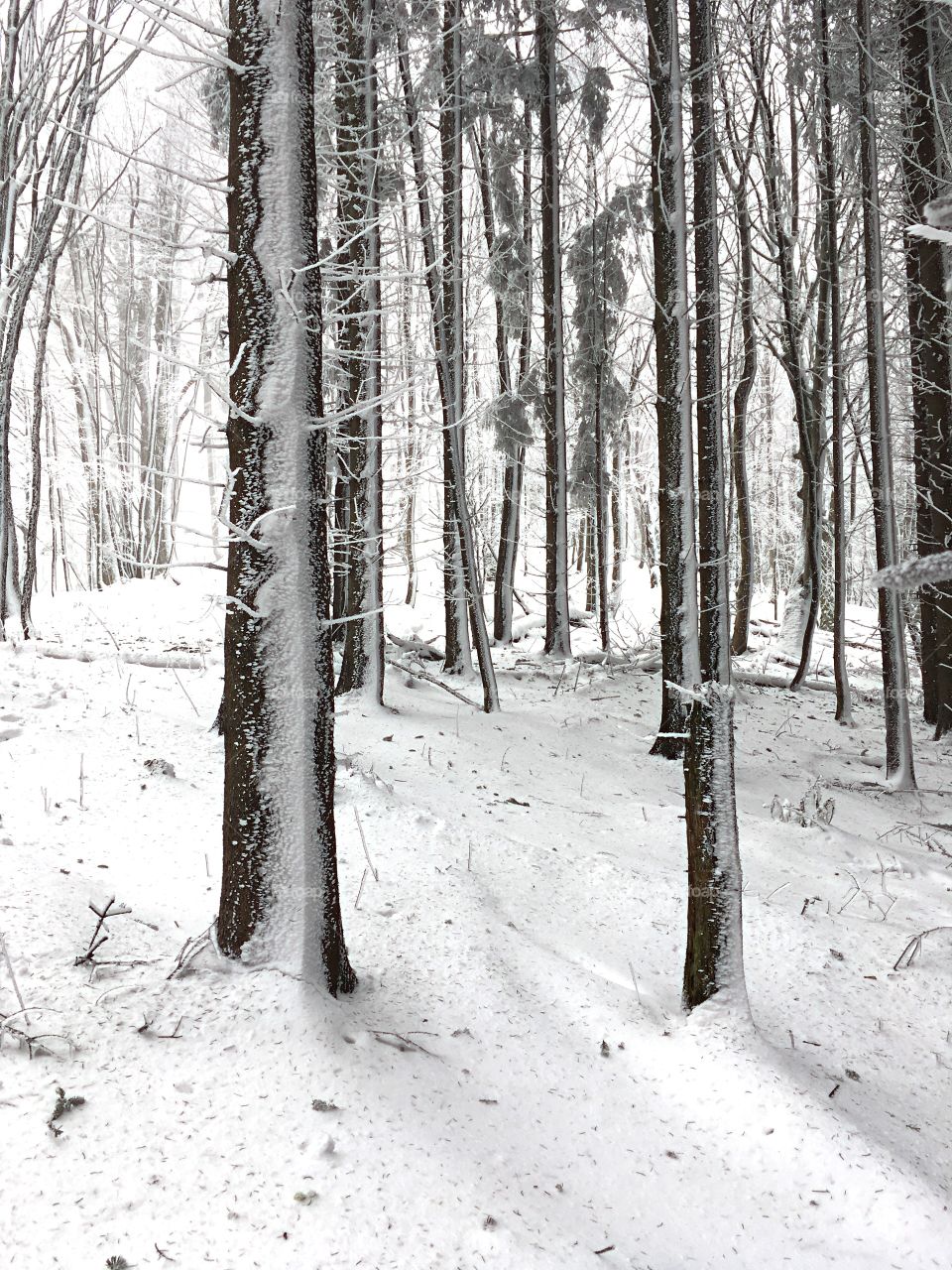 View of tree trunk in forest during winter