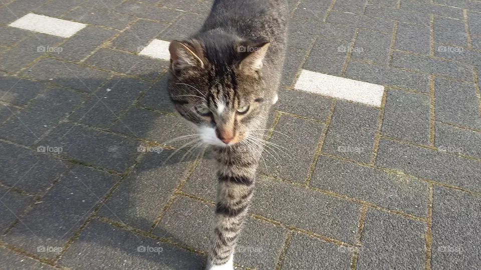 Cat walks over the street
