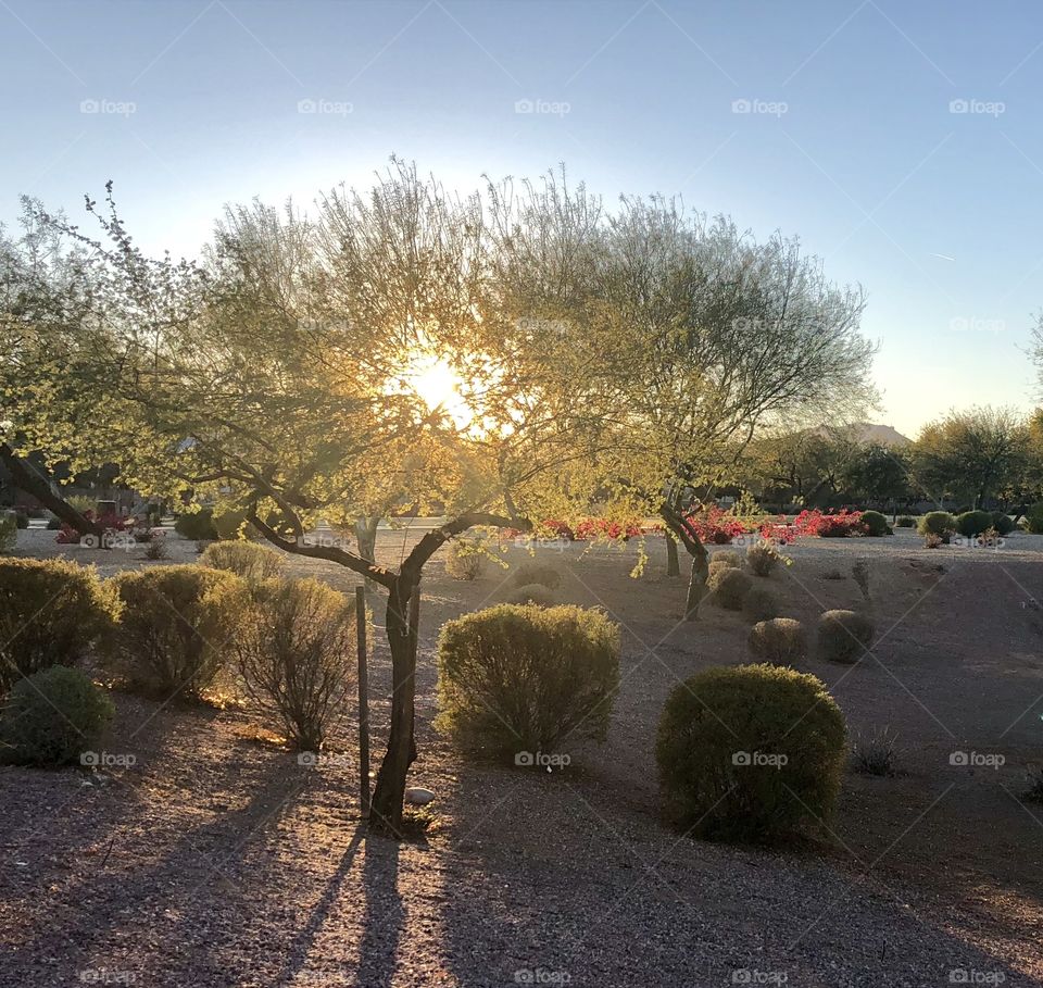 Late afternoon sun shining through a tree in an urban desert landscape