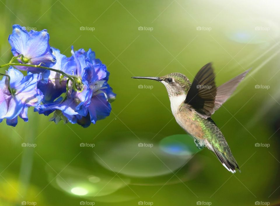 ruby-throated hummingbird