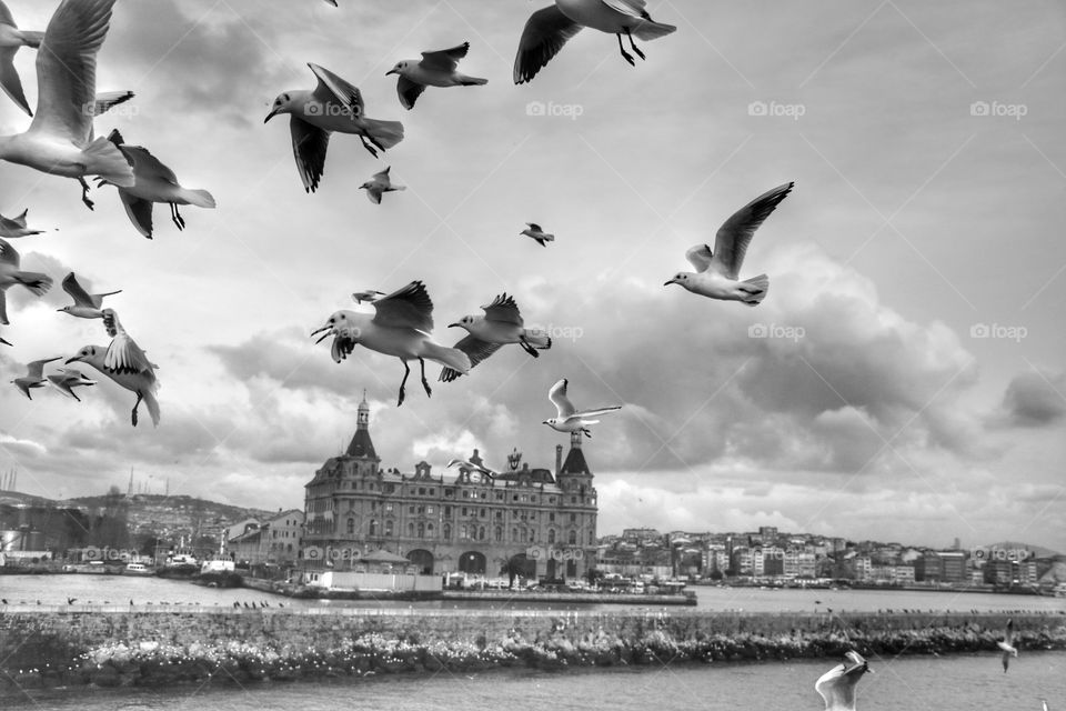 seagulls of the Istanbul