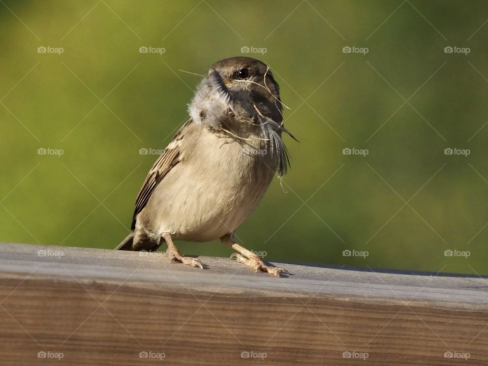 Sparrow