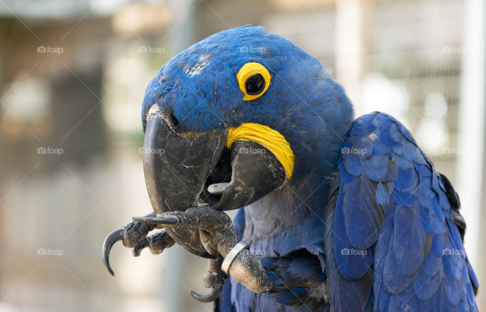 Blue parrot