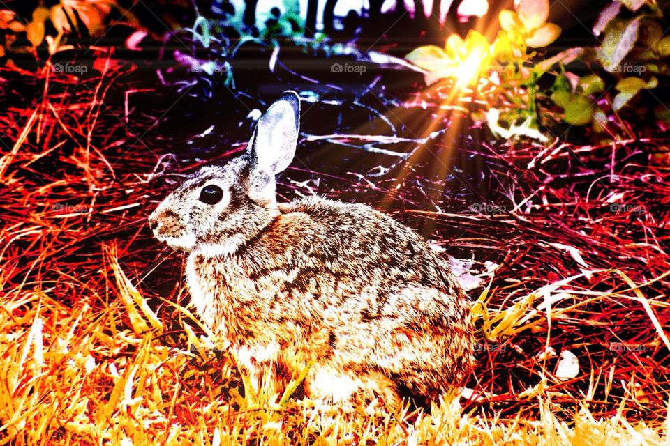 Cottontail rabbit