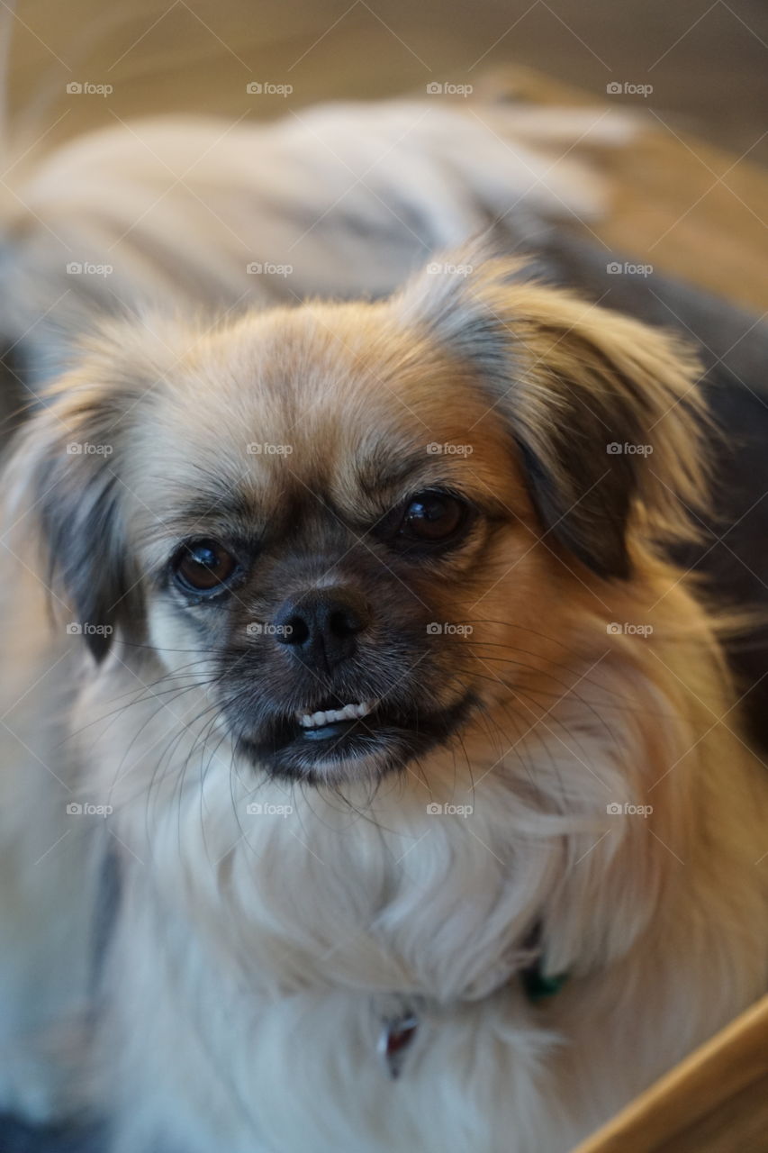 Portrait of spaniel dog