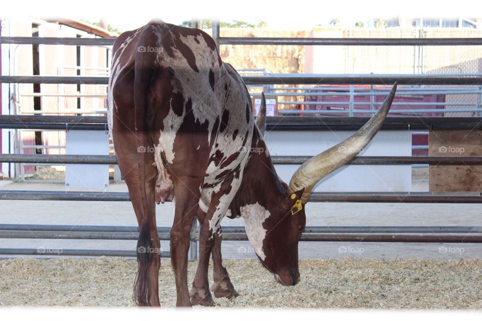 Longhorn Steer