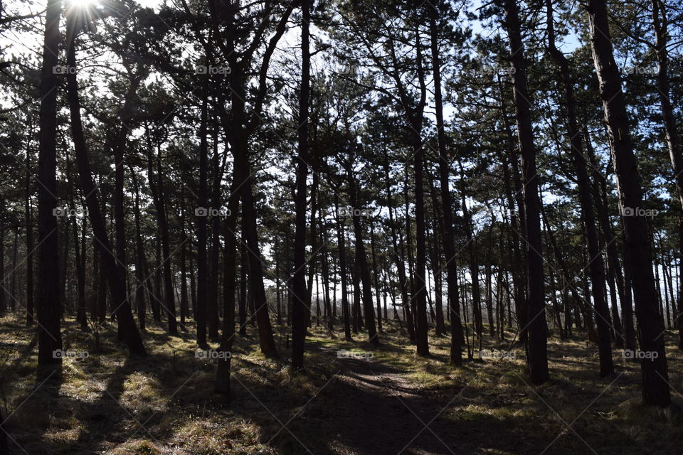 F O R E S T. I took this in de forest on a beautiful day you see