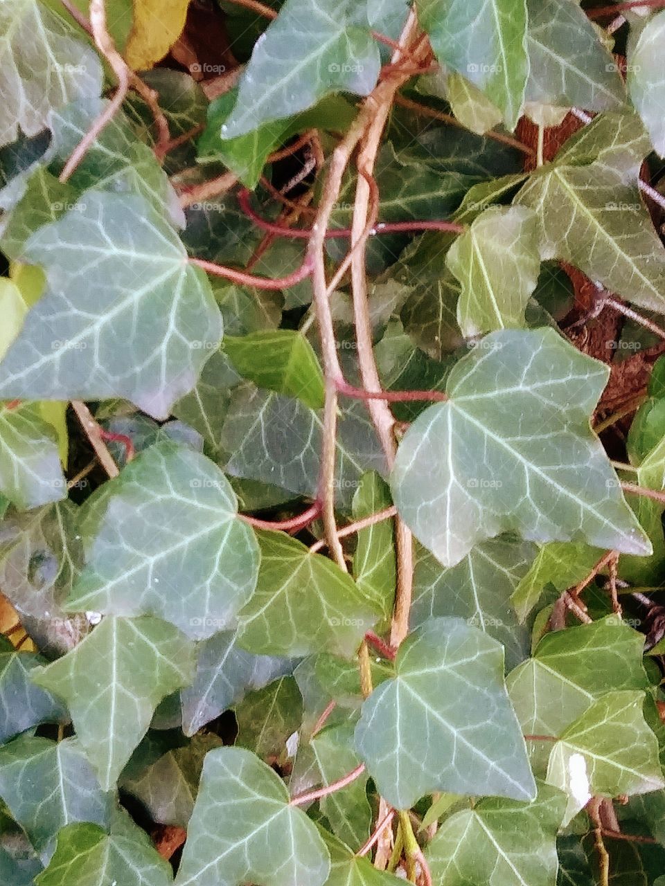ivy vines