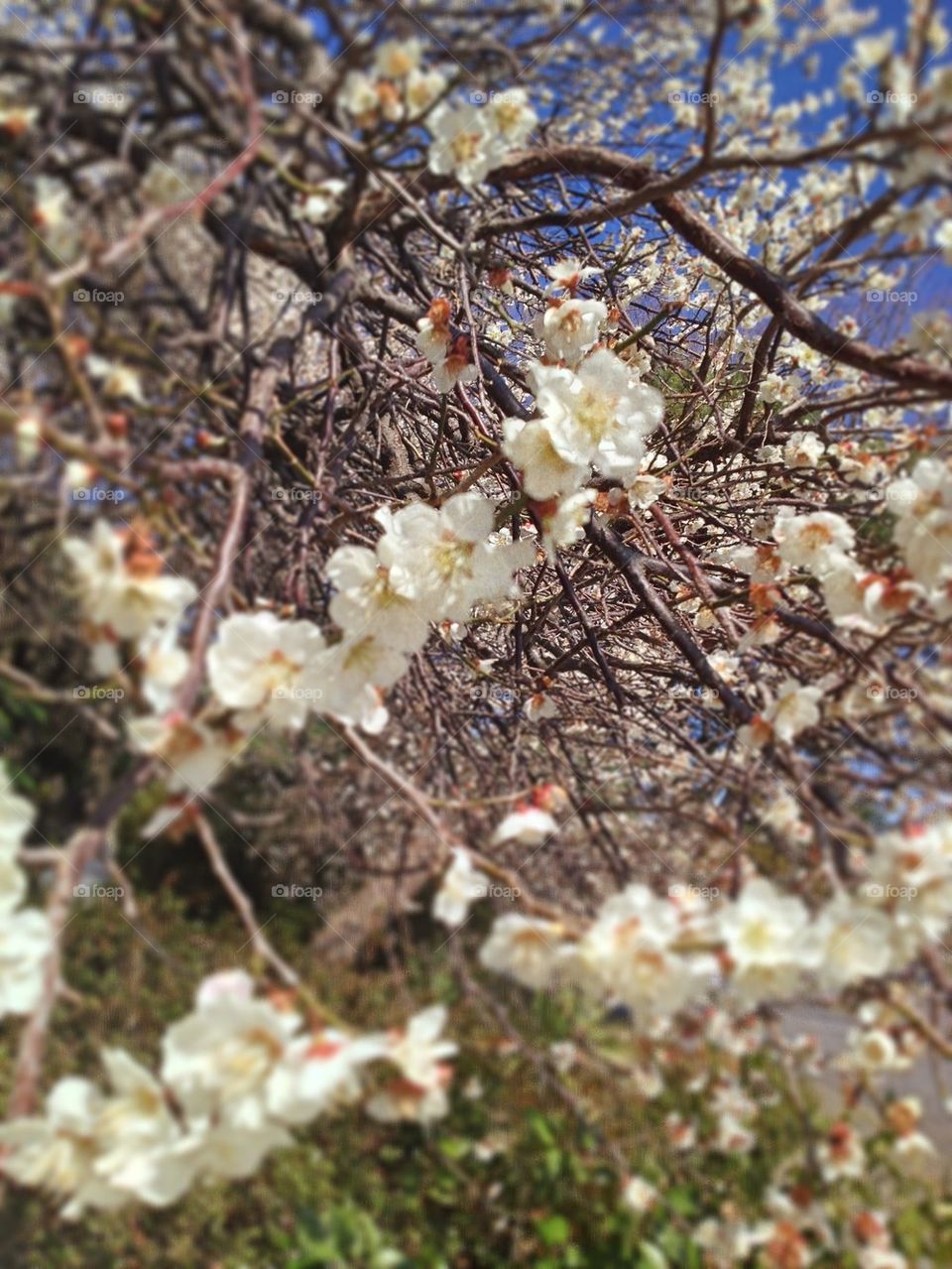 Focus on plum blossoms