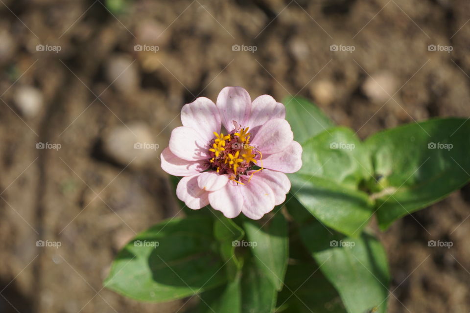 Zinnias 