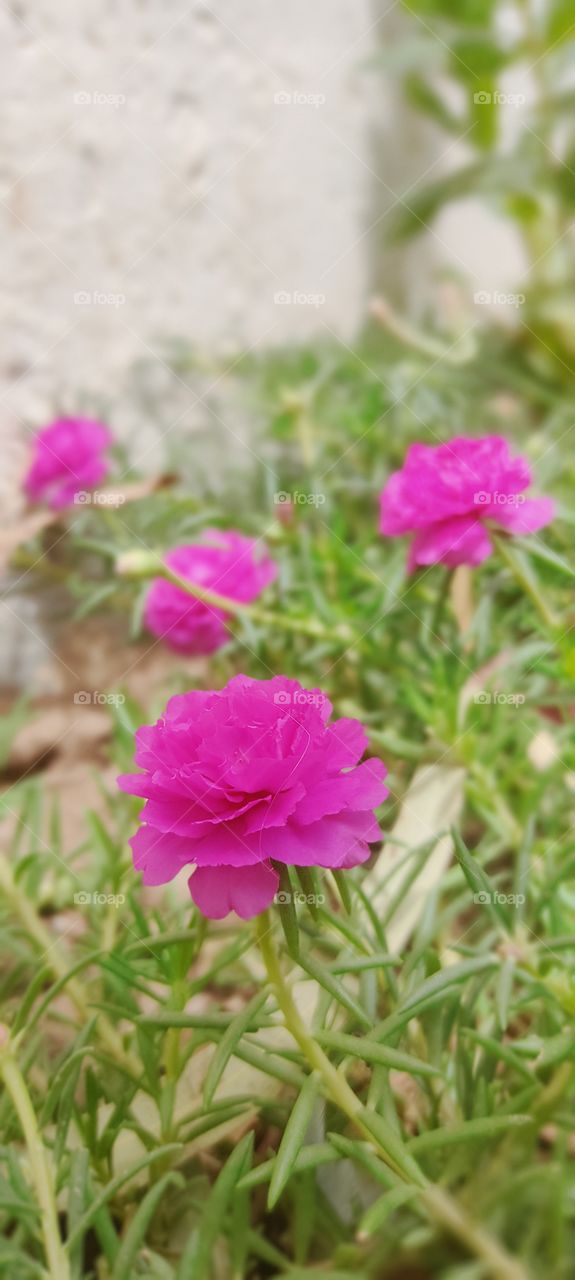 flowers pictures click by redmi note 9 pro