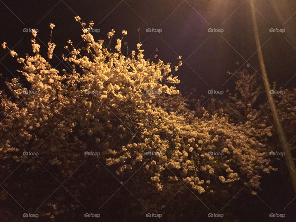 Cherry Blossoms in the Evening in the Park near where I live 