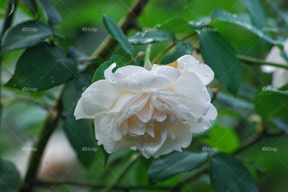 mawar putih dan embun dipagi hari