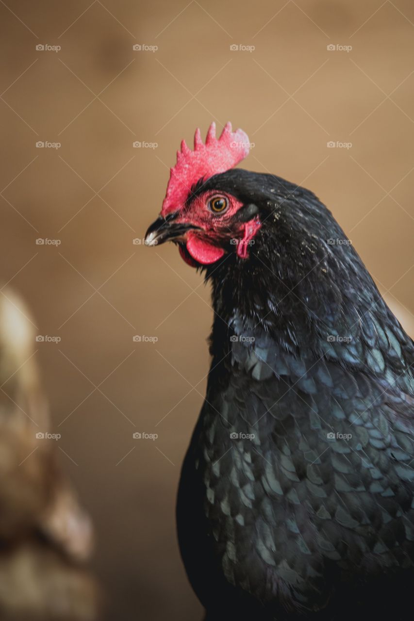 Gallina hace una pose