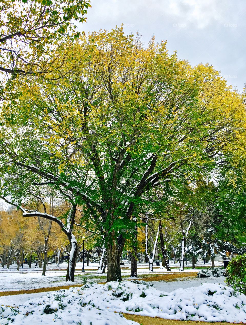 Autumn with an early snowfall