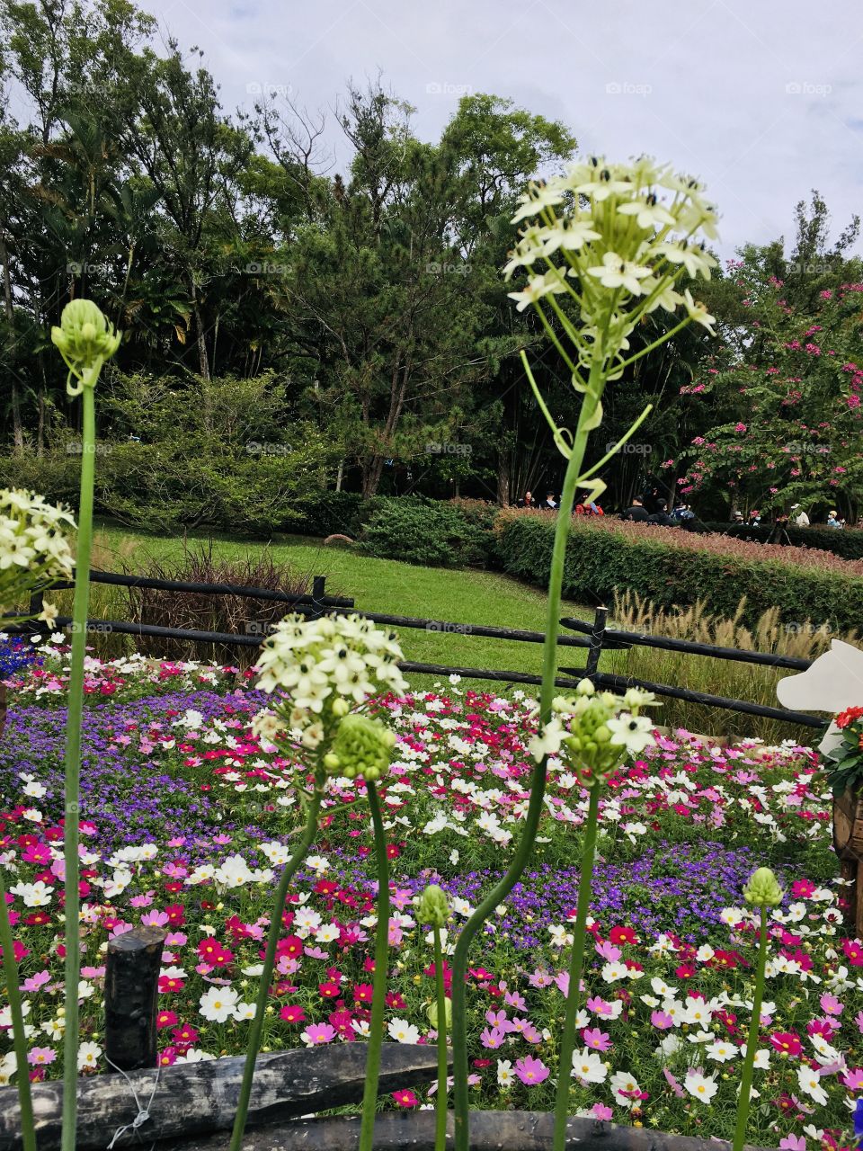 This photo was taken during the display of flower species located in Shilin District, Taiwan 