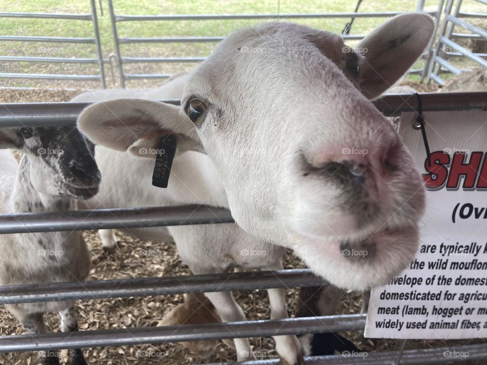 Sheep face