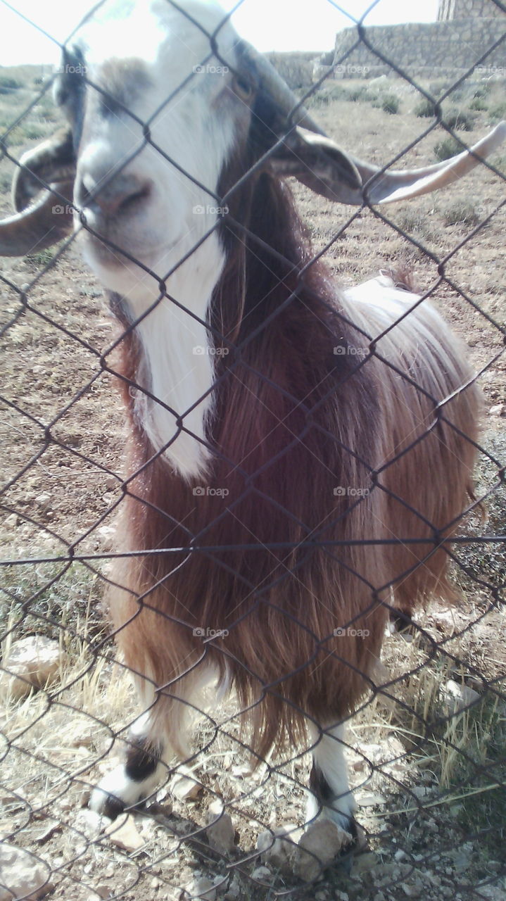 a male goat. i saw a goat so i decided to take a picture of it