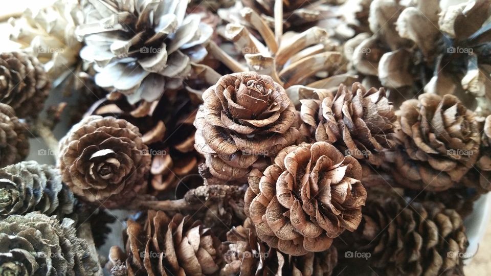 bleached ,pinecones, pinecone, autumn, autumnal, seasonal, English, October, November, September, bleach, bleaching, crafted, crafting, craft, crafts, natural, decorating, decorative, Dec's