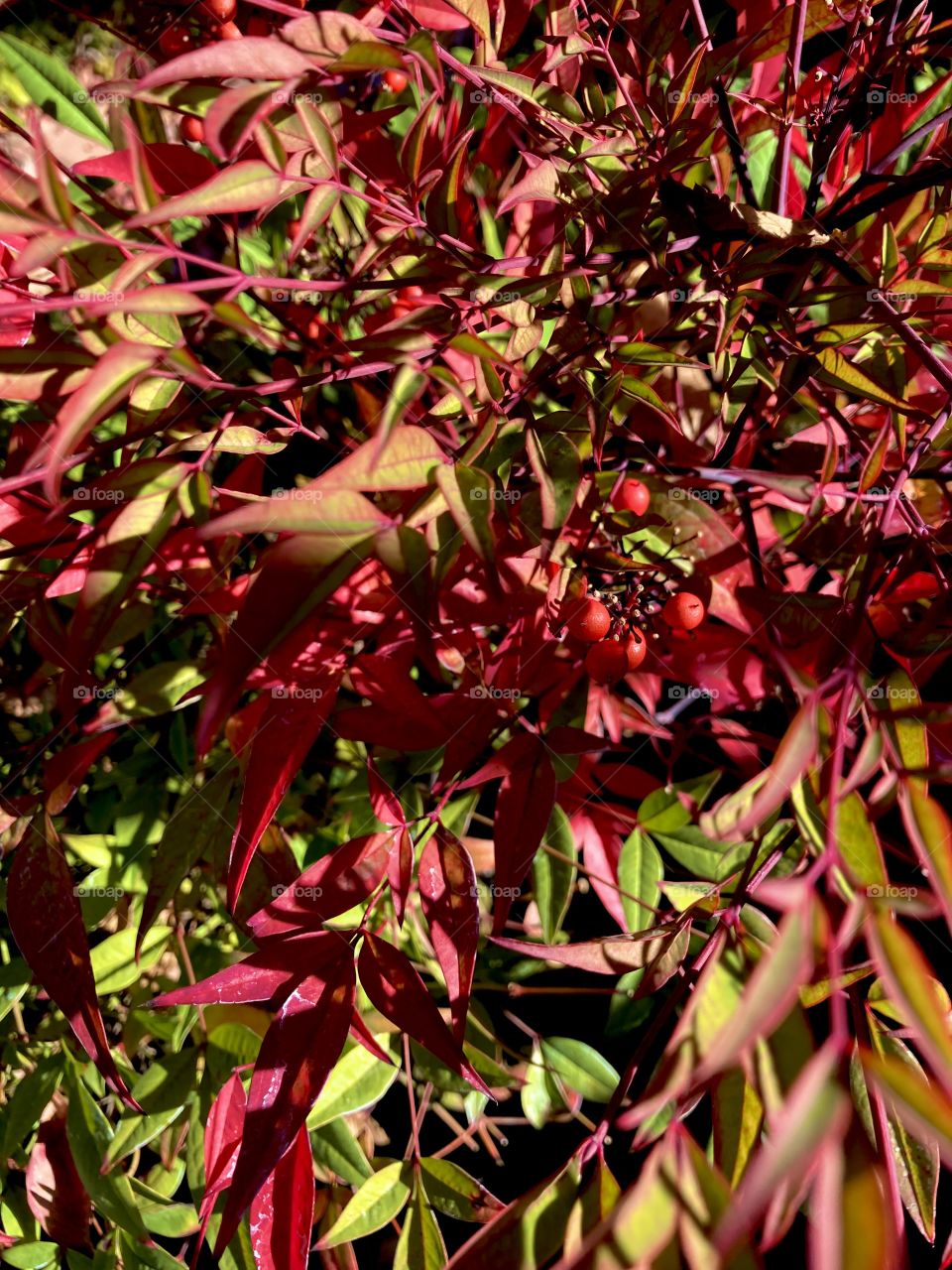 Leaves and berries on nandina shrub
