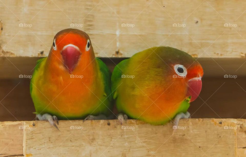Fei's Peony Parrot, Photographed in China